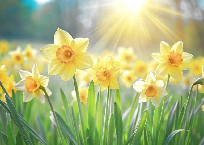 Cascade Spring 2026 Update | IRIS